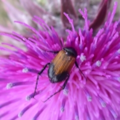 Phyllotocus navicularis (Nectar scarab) at Booth, ACT - 6 Jan 2019 by Christine