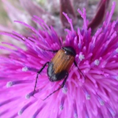 Phyllotocus navicularis (Nectar scarab) at Namadgi National Park - 6 Jan 2019 by Christine