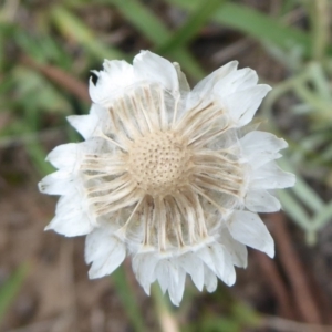 Leucochrysum alpinum at Booth, ACT - 7 Jan 2019 09:45 AM