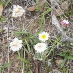 Leucochrysum alpinum at Booth, ACT - 7 Jan 2019 09:45 AM