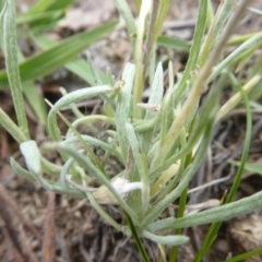 Leucochrysum alpinum at Booth, ACT - 7 Jan 2019