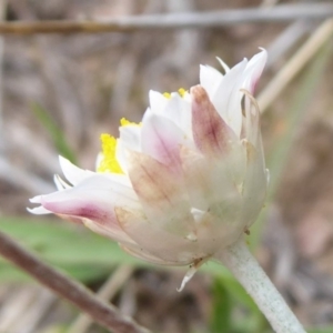 Leucochrysum alpinum at Booth, ACT - 7 Jan 2019