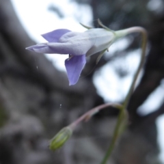 Wahlenbergia sp. (Bluebell) at Booth, ACT - 6 Jan 2019 by Christine