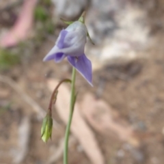 Wahlenbergia sp. at Booth, ACT - 7 Jan 2019