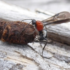 Pycnobraconoides sp. (genus) (A Braconid wasp) at Namadgi National Park - 6 Jan 2019 by Christine