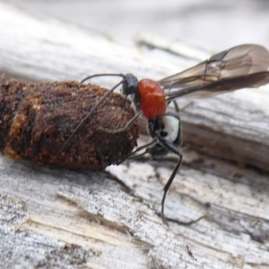 Pycnobraconoides sp. (genus) at Booth, ACT - 7 Jan 2019 09:55 AM