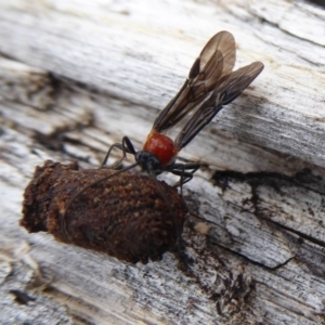 Pycnobraconoides sp. (genus) at Booth, ACT - 7 Jan 2019 09:55 AM