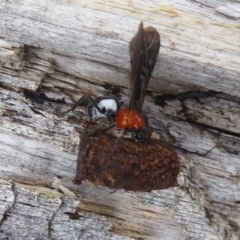 Pycnobraconoides sp. (genus) at Booth, ACT - 7 Jan 2019 09:55 AM