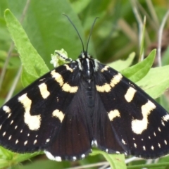 Phalaenoides tristifica (Willow-herb Day-moth) at Namadgi National Park - 6 Jan 2019 by Christine