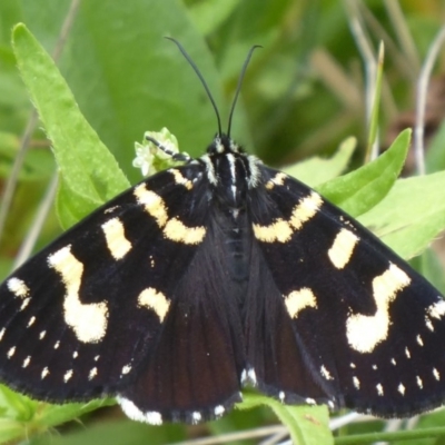 Phalaenoides tristifica (Willow-herb Day-moth) at Booth, ACT - 6 Jan 2019 by Christine