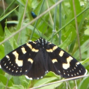 Phalaenoides tristifica at Booth, ACT - 7 Jan 2019