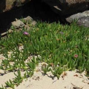 Carpobrotus glaucescens at Bawley Point, NSW - 4 Jan 2019 09:50 AM