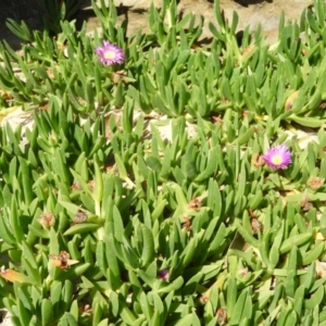 Carpobrotus glaucescens at Bawley Point, NSW - 4 Jan 2019 09:50 AM