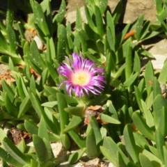 Carpobrotus glaucescens at Bawley Point, NSW - 4 Jan 2019 09:50 AM