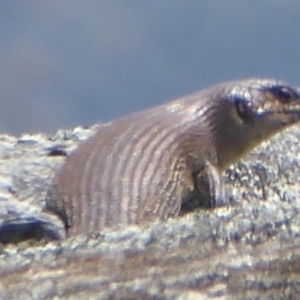 Egernia cunninghami at Rendezvous Creek, ACT - 7 Jan 2019