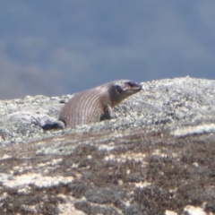 Egernia cunninghami at Rendezvous Creek, ACT - 7 Jan 2019