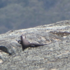 Egernia cunninghami at Rendezvous Creek, ACT - 7 Jan 2019