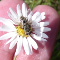 Tachinidae (family) (Unidentified Bristle fly) at Namadgi National Park - 7 Jan 2019 by Christine