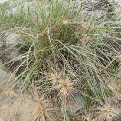 Spinifex sericeus (Beach Grass) at Meroo National Park - 2 Jan 2019 by MatthewFrawley