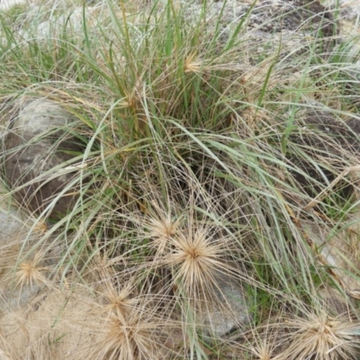 Spinifex sericeus (Beach Grass) at Bawley Point, NSW - 3 Jan 2019 by MatthewFrawley