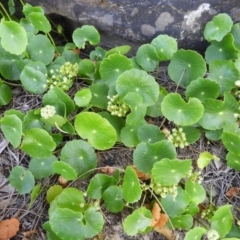 Hydrocotyle bonariensis (Pennywort) at Bawley Point, NSW - 3 Jan 2019 by MatthewFrawley