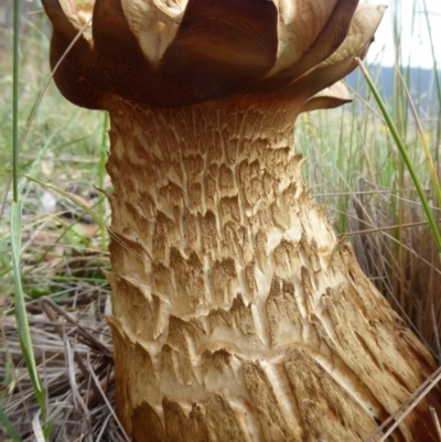 Phlebopus marginatus (Giant Bolete) at Booth, ACT - 7 Jan 2019 by Christine