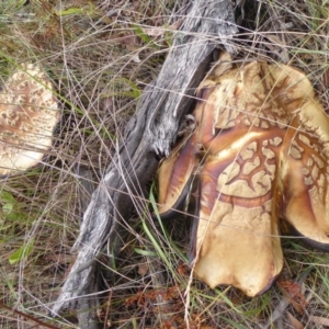 Phlebopus marginatus at Booth, ACT - 7 Jan 2019