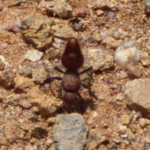 Ephutomorpha sp. (genus) at Woodstock Nature Reserve - 8 Jan 2019