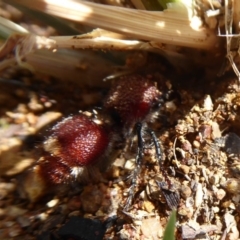 Ephutomorpha sp. (genus) at Woodstock Nature Reserve - 8 Jan 2019