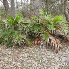 Livistona australis (Australian Cabbage Palm) at Meroo National Park - 2 Jan 2019 by MatthewFrawley