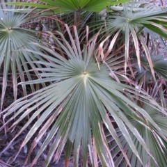 Livistona australis at Termeil, NSW - suppressed