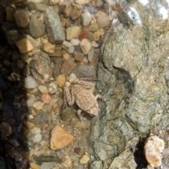 Litoria latopalmata at Karabar, NSW - 9 Jan 2019