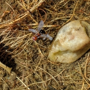 Formicidae (family) at Karabar, NSW - 9 Jan 2019