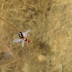 Formicidae (family) at Karabar, NSW - 9 Jan 2019