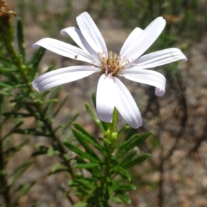 Olearia tenuifolia at Latham, ACT - 9 Jan 2019