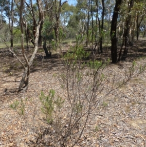 Olearia tenuifolia at Latham, ACT - 9 Jan 2019 07:07 AM