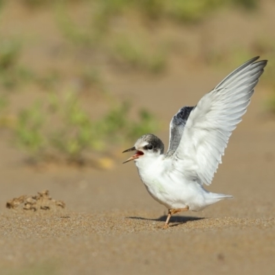 Sternula albifrons (Little Tern) at Tathra, NSW - 6 Jan 2019 by Leo