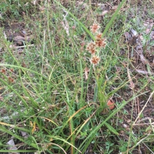 Cyperus lhotskyanus at Corrowong, NSW - 9 Jan 2019 06:38 PM