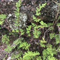 Cheilanthes sieberi (Rock Fern) at Black Flat at Corrowong - 9 Jan 2019 by BlackFlat