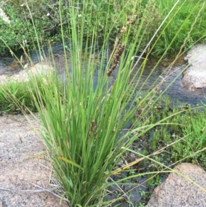 Carex appressa at Corrowong, NSW - 9 Jan 2019 06:42 PM