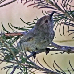 Acanthiza pusilla (Brown Thornbill) at Fyshwick, ACT - 9 Jan 2019 by RodDeb