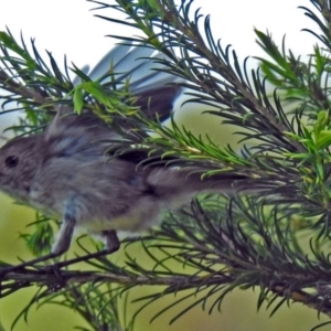 Acanthiza pusilla at Fyshwick, ACT - 9 Jan 2019