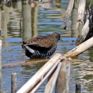 Porzana fluminea at Fyshwick, ACT - 9 Jan 2019 09:52 AM