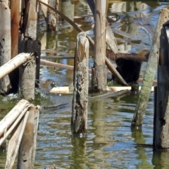 Porzana fluminea at Fyshwick, ACT - 9 Jan 2019 09:52 AM