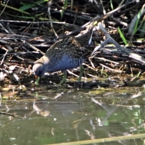 Porzana fluminea at Fyshwick, ACT - 9 Jan 2019