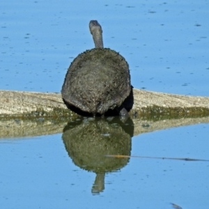 Chelodina longicollis at Fyshwick, ACT - 9 Jan 2019 10:28 AM