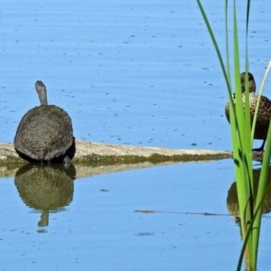 Chelodina longicollis at Fyshwick, ACT - 9 Jan 2019 10:28 AM