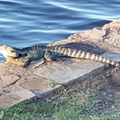 Intellagama lesueurii howittii (Gippsland Water Dragon) at Lake Burley Griffin West - 9 Jan 2019 by Mike