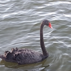 Cygnus atratus (Black Swan) at Lake Burley Griffin West - 9 Jan 2019 by Mike