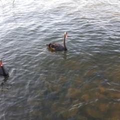 Cygnus atratus at Yarralumla, ACT - 9 Jan 2019